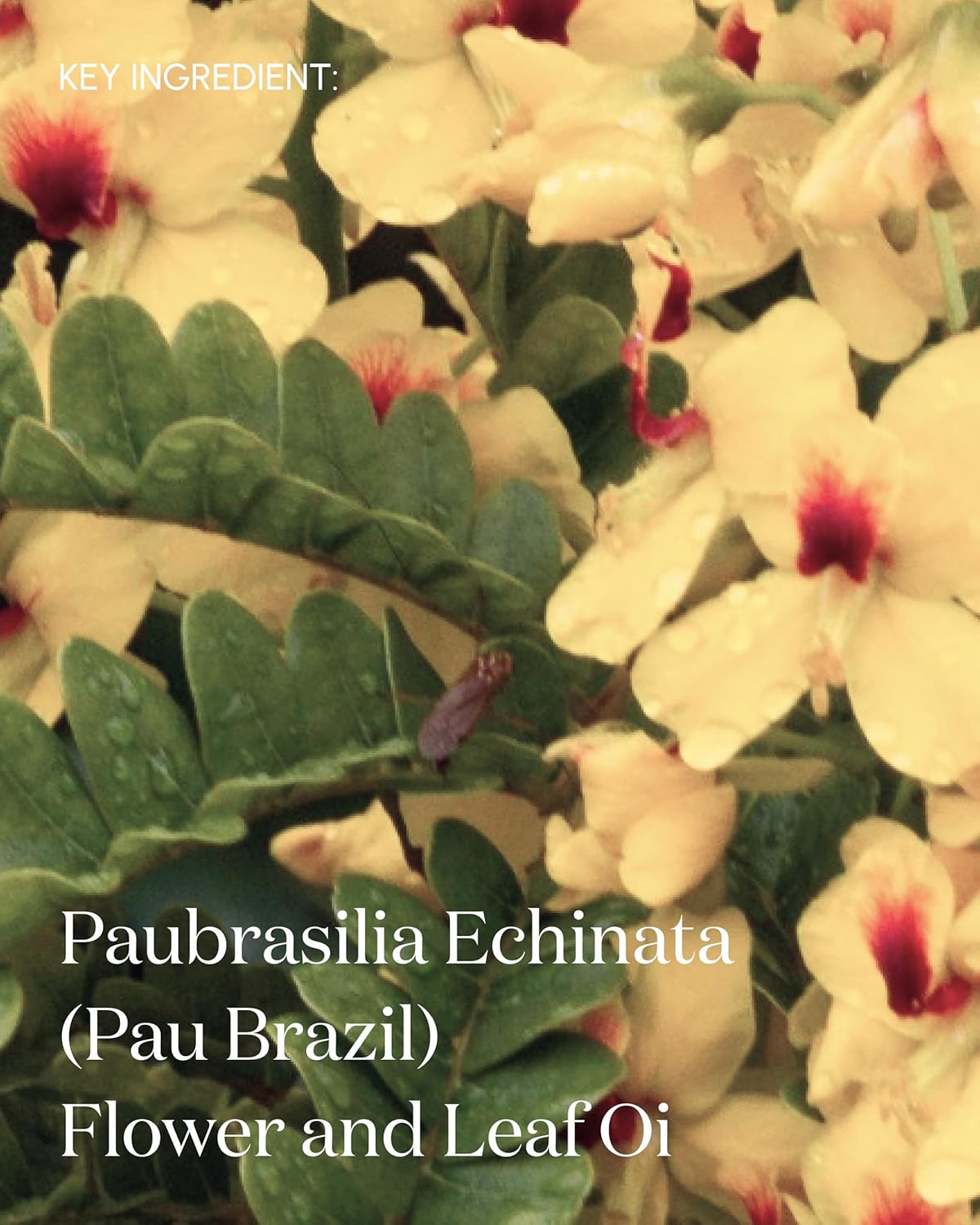 The Premise Postbiomic Body Oil, After Shower Toning & Transformative Body Care, Vegan & Organic Fermented Skin Oil, 100 mL Rejuvenating Oil for Skin & Body