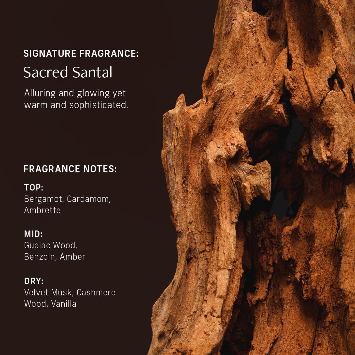 Nutrient Rich Body Cream. Sacred Santal Nourishing Moisturizer with Niacinamide and Banana Flower Extract. Deep Hydration, Thick Body Lotion, Dry Skin Cream for Women and Men, 8 Fl Oz